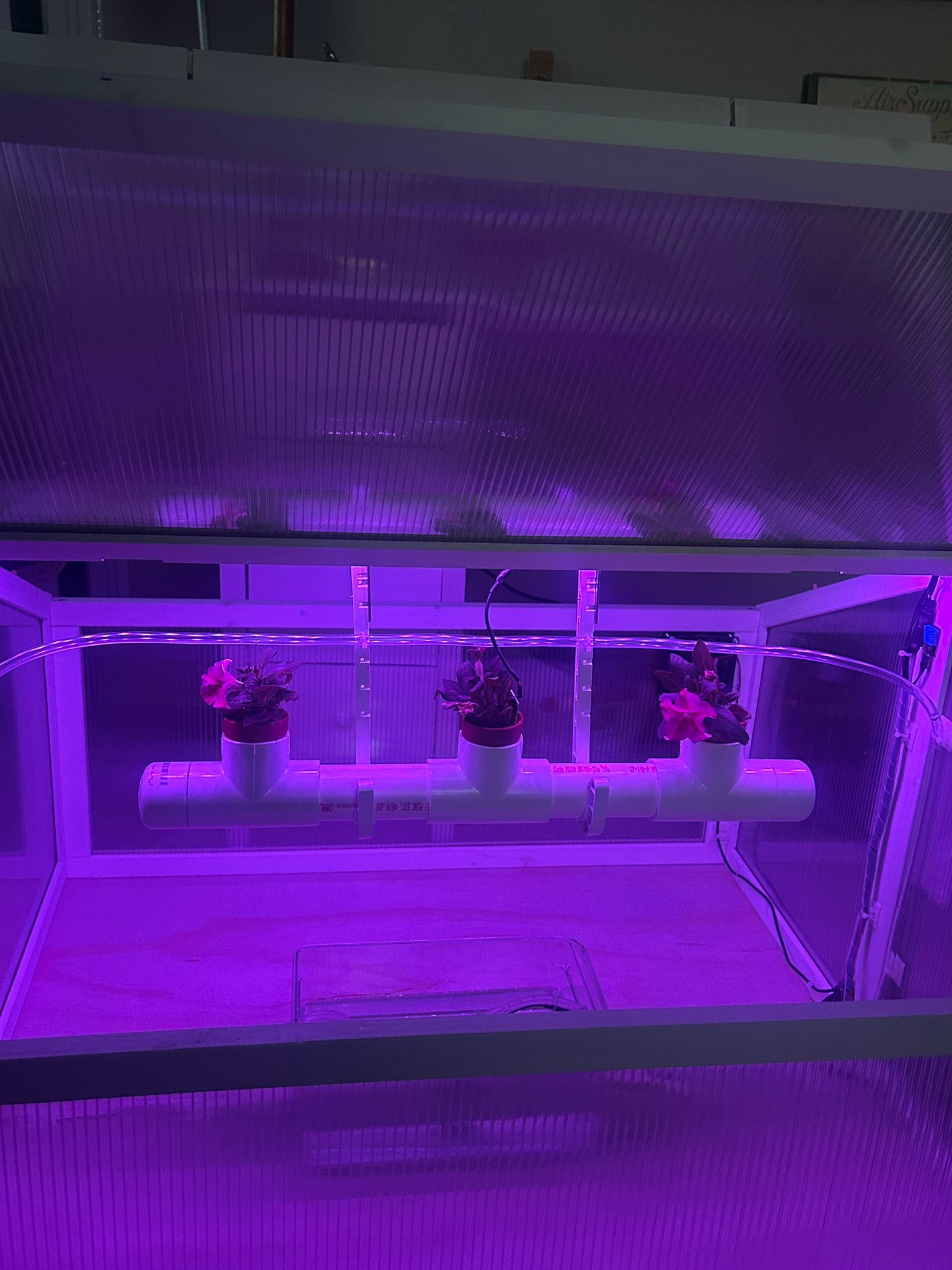 Automated greenhouse under purple grow light, with three potted plants on a white PVC pipe manifold